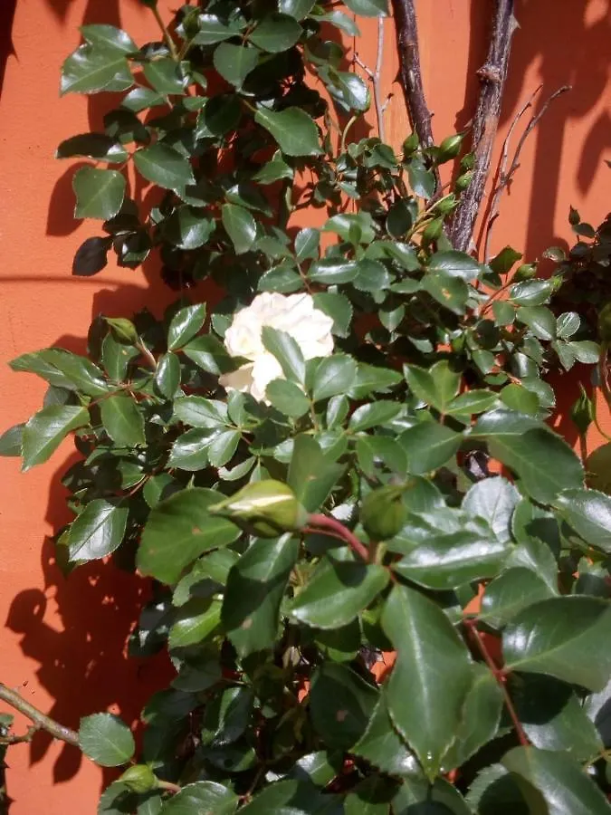 B&B Antica Corte Lombarda Mortara Italy